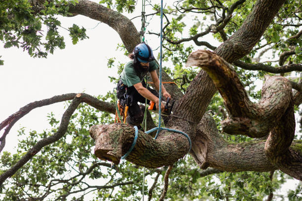 Best Emergency Tree Removal  in Casper, WY