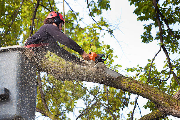 How Our Tree Care Process Works  in  Casper, WY