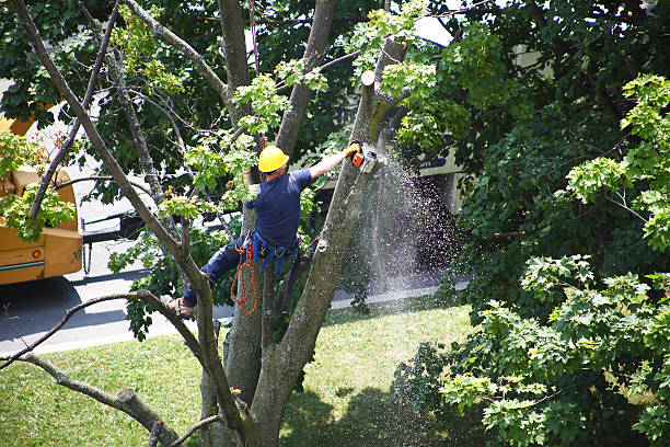 Best Leaf Removal  in Casper, WY