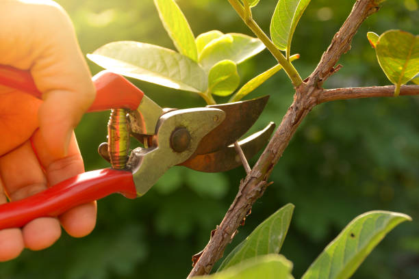 Professional Tree Services in Casper, WY